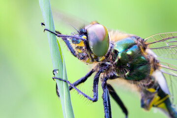 Somatochlora, or the striped emeralds, is a genus of dragonflies in the family Corduliidae with 
Endangered Hine's Emerald hanging from a branch in a bog..