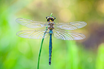 Somatochlora, or the striped emeralds, is a genus of dragonflies in the family Corduliidae with 
Endangered Hine's Emerald hanging from a branch in a bog..