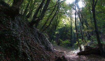 Green forest with the sun in the autumn