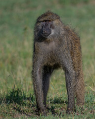 Baboon, Masai Mara, Kenya