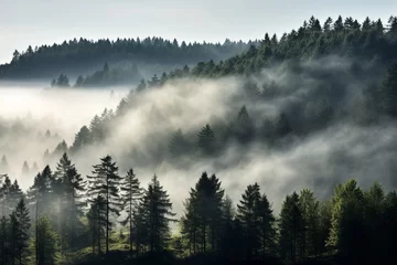Photo sur Plexiglas Forêt dans le brouillard Foggy landscape with tir forest Background