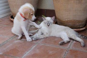 puppy and cat