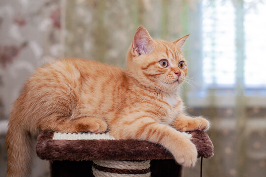 A close-up photo  of a small British kitten, a portrait of a red kitten.