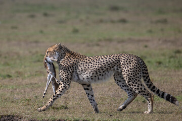 Naklejka na ściany i meble Cheetah with baby Gazelle kill, Masai Mara, Kenya