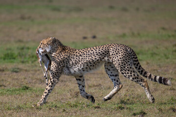 Cheetah with baby Gazelle kill, Masai Mara, Kenya