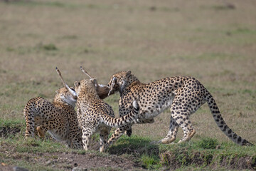 Cheetahs fight over a kill, Masai Mara, Kenya