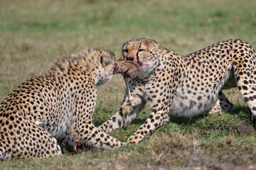 Cheetahs fight over a kill, Masai Mara, Kenya