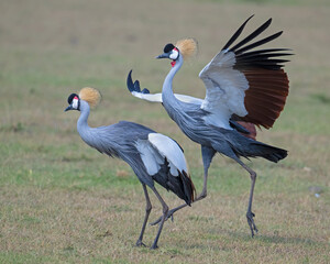 Gray Crowned Crane, Masai Mara, Kenya