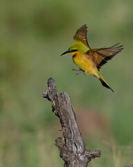 Little Bee Eater, Masai Mara, Kenya