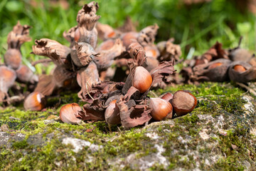 fresh hazelnut food for industry in the garden