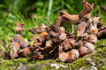 fresh hazelnut food for industry in the garden