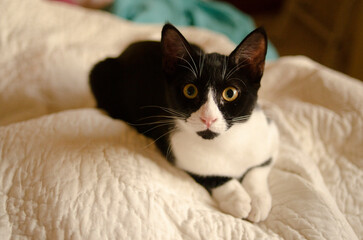 cat on bed