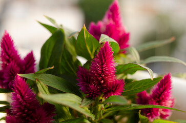 pink flowers in the garden