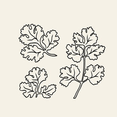 Line art coriander plant illustration