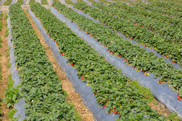 Fototapeta na wymiar Fresh ripe strawberry farm field
