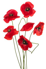 Fototapeta premium poppy flower isolated