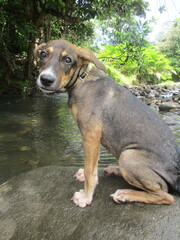 Un petit chien assis devant la rivière