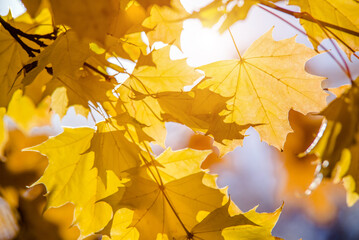 Autumn background-yellow maple leaves in the city Park

