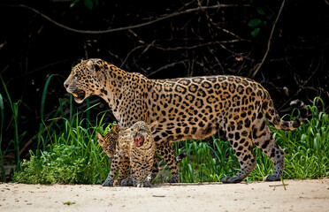 A mother jaguar stands with her two cubs on a sandy beach in the Pantanal of Brazil