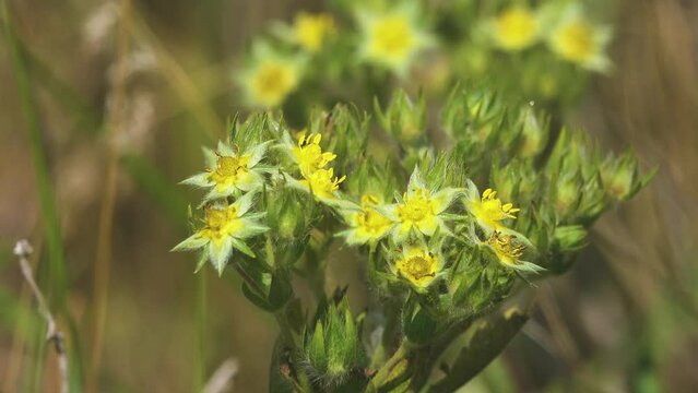 Common St.-John's wort (Hypericum perforatum) or Hypericum lydium in secondaries steppe. Kerch Peninsula, Crimea. Folk medicine plant