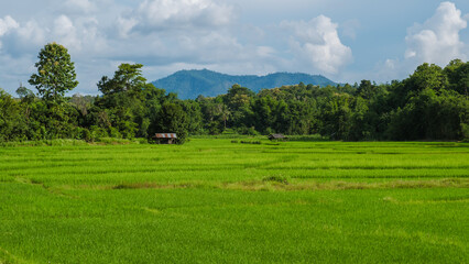 Fototapeta na wymiar sunset over the green rice fields of central Thailand, green rice paddy field during rain season