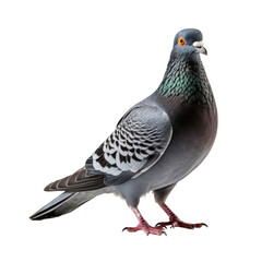 Pigeon isolated on transparent background