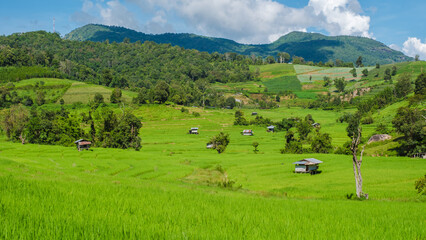 Fototapeta na wymiar Terraced Rice Field in Chiangmai during the green rain season, Thailand. Royal Project Khun Pae Northern Thailand with a blue cloudy sky