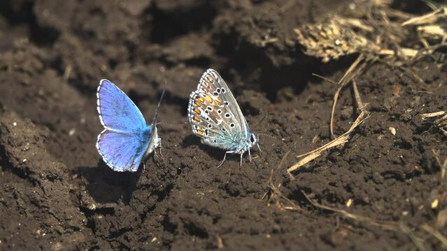 Interactions of two adorable blue butterflies. Common blue (Lycaena icarus, Polyommatus icarus, males). Steppe of Kerch Peninsula, Crimea