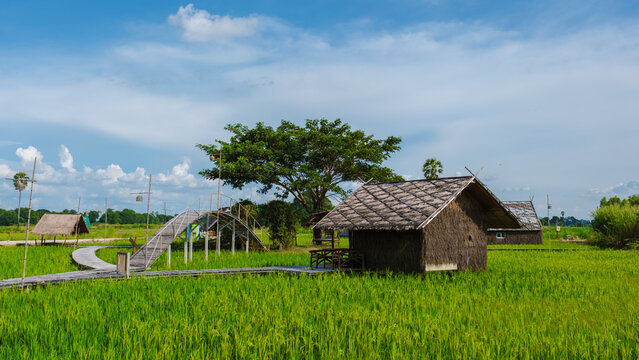small homestay at the farm with a green rice paddy field in Central Thailand, bamboo huts at a green rice paddy field