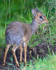 Obraz premium Dik-dik, Masai Mara, Kenya