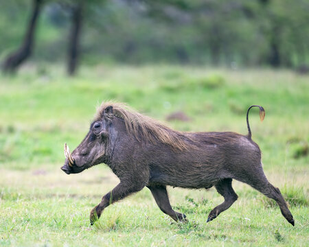 Warthog, Masai Mara, Kenya