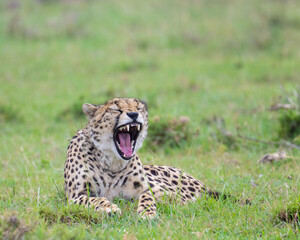 Cheetah yawn, Masai Mara, Kenya