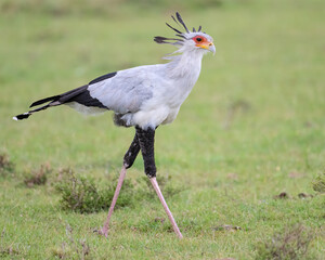 Secretary Bird, Masai Mara, Kenya