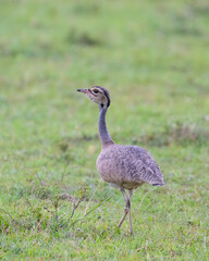 Black-bellied Bustard, Masai Mara, Kenya