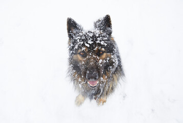 Portrait of a German Shepherd in the snow. Snow falls on the dog. Winter coming concept. Change of season.