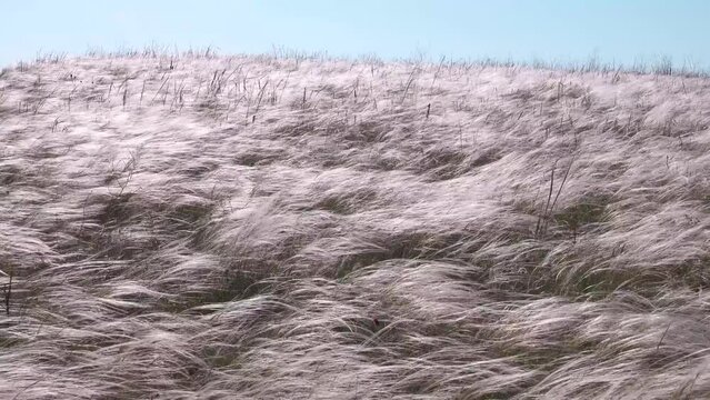 Feather-grass true steppe. Northern Black Sea region. The most common is (Stipa lessingiana or Stipa brauneri). Crimea, Kerch Peninsula