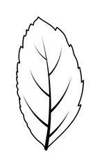 Ash-Tree Leaf