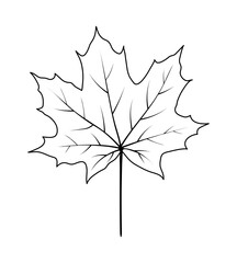 Naklejka premium Autumn Maple Leaf
