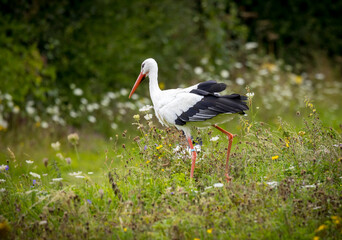 Beautiful white stork (Ciconia ciconia)  walking through wild flowers