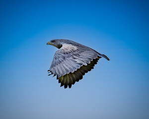 Black-chested Buzzard-eagle (Geranoaetus melanoleucus) in England in full flight