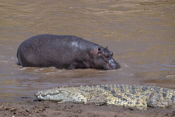 A Hippo walks past a Nile Crocodile, Masai Mara, Kenya