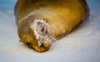 Close up of sleeping sea lion with face partially covered with sand
