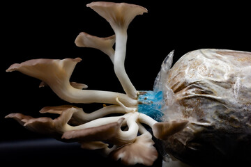 Oyster mushroom grow out of the bag on black background , Group oyster mushroom .