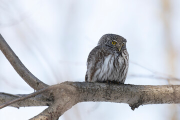 Eurasian pygmy owl sitting on a tree branch in spring day