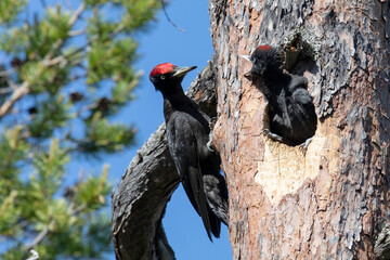 Adult male black woodpecker feeding a chick