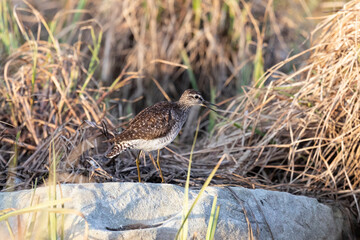 Female Ruff (bird) stands on the shore of the lake