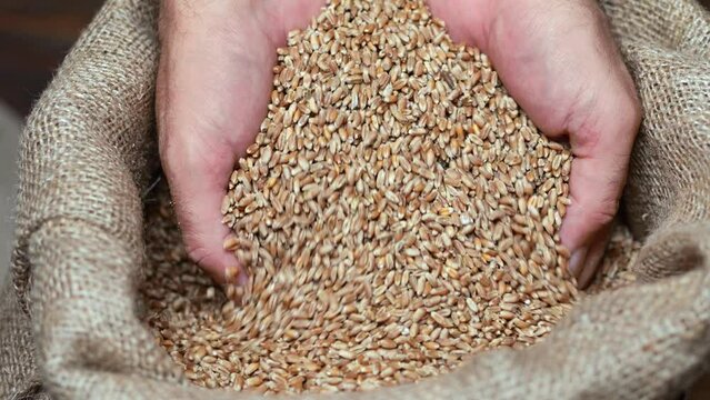 Grain-by-grain: Slow-motion capture of a farmer&rsquo;s hand filling a jute sack with wheat.