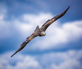 Red kite flying through the sky with winbgs spread wide.tif
