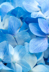 Blue flowers close up. Bouquet of purple flowers. City flower beds, a beautiful and well-groomed...