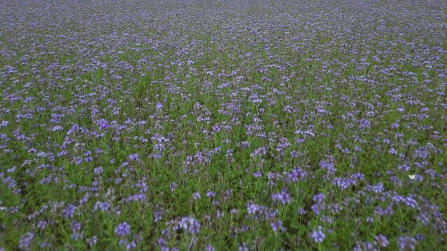 Felicia Amelloides or Blue Marguerite Field, Light Blue Color